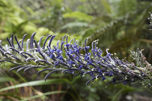 Lobelia hypoleuca observed 2025-07-01