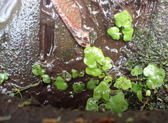 Cardamine breweri orbicularis