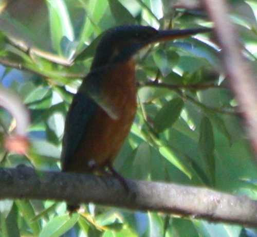Alcedo atthis
