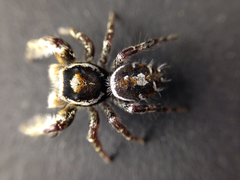 Phidippus comatus