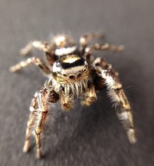 Phidippus comatus