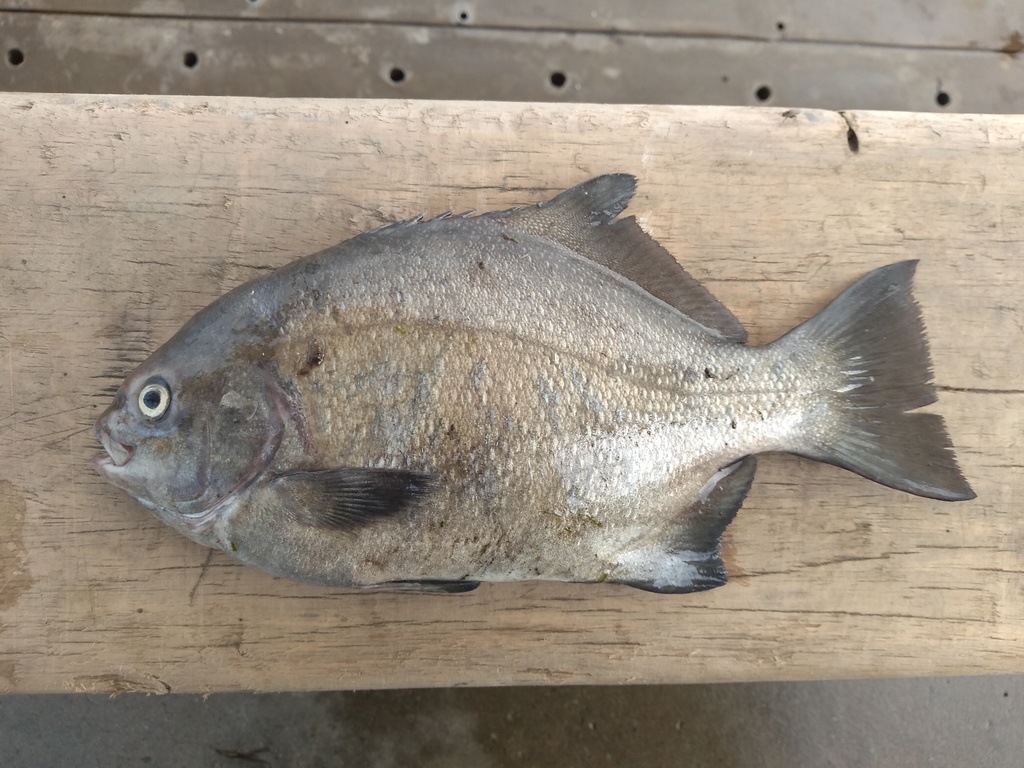 Ancieta sea chub (Medialuna ancietae) — Kyphosidae