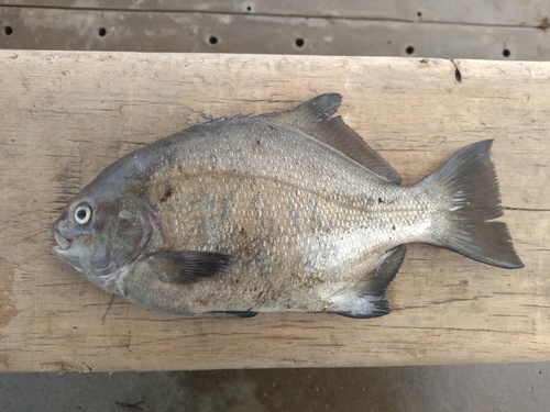 Ancieta sea chub (Medialuna ancietae) — Kyphosidae
