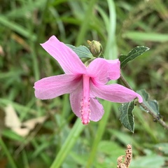 Urena procumbens