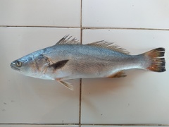 Robaloscion wieneri