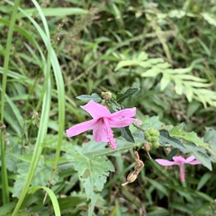 Urena procumbens