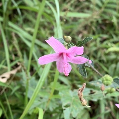 Urena procumbens