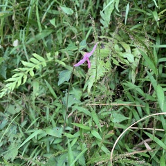 Urena procumbens