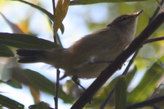 Phylloscopus collybita