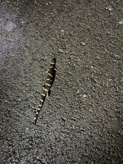 Ambystoma annulatum