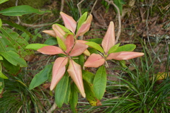 Exobasidium vaccinii-uliginosi