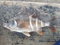 Chirodactylus variegatus