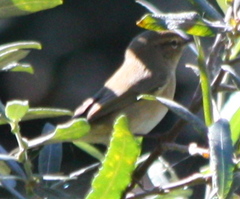 Phylloscopus collybita