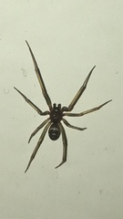 Steatoda grossa