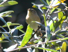 Phylloscopus collybita