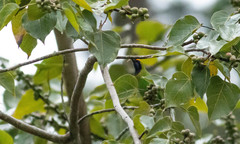 Chloropsis aurifrons