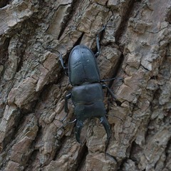 Serrognathus titanus