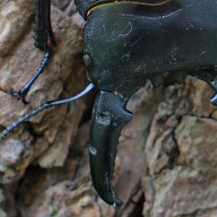 Serrognathus titanus