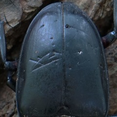 Serrognathus titanus