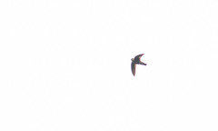 Aerodramus brevirostris
