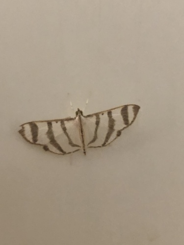 Zebra Pyrale