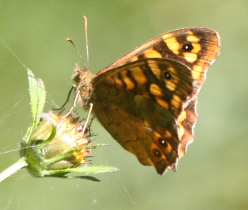 Pararge aegeria