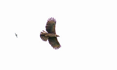 Nisaetus nipalensis