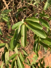 Monanthotaxis caffra