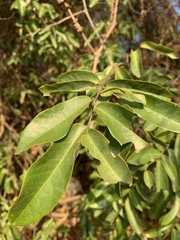 Monanthotaxis caffra