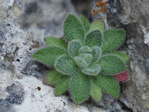 Downy whitlowgrass (Draba tomentosa)