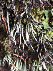 Pilophorus acicularis