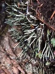 Pilophorus acicularis