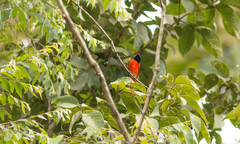 Pericrocotus ethologus