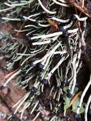 Pilophorus acicularis