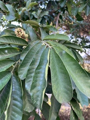 Trichilia emetica subsp. emetica image