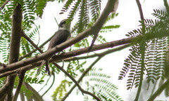 Pericrocotus cantonensis