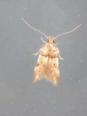 Theisoa constrictella