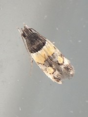 Triclonella determinatella