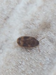 Litargus balteatus