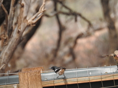 Certhionyx variegatus