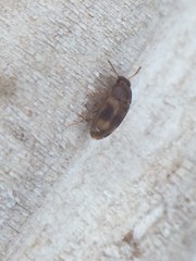 Litargus balteatus