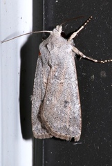Agrotis vetusta