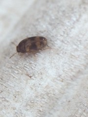Litargus balteatus