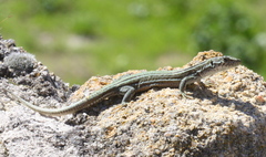 Podarcis guadarramae