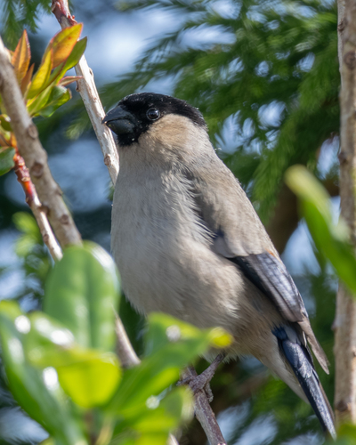 Azores Bullfinch (Pyrrhula murina), photo 5