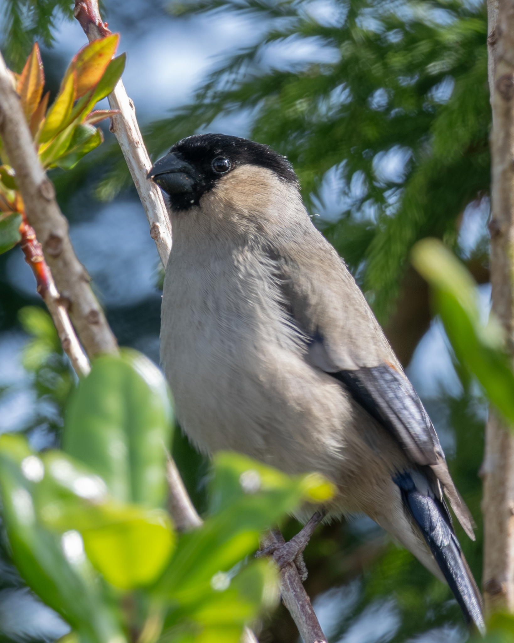 Azores Bullfinch (Pyrrhula murina), photo 5