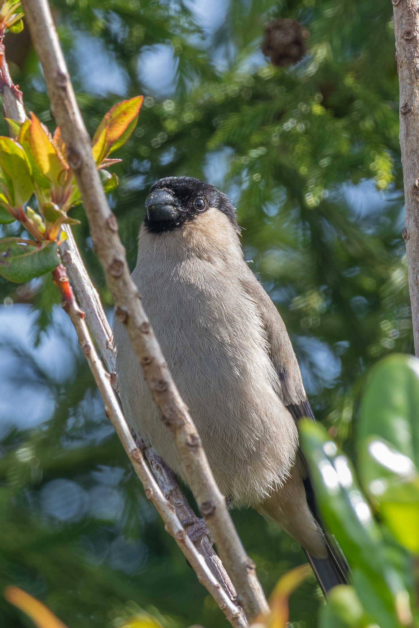 Azores Bullfinch (Pyrrhula murina), photo 8