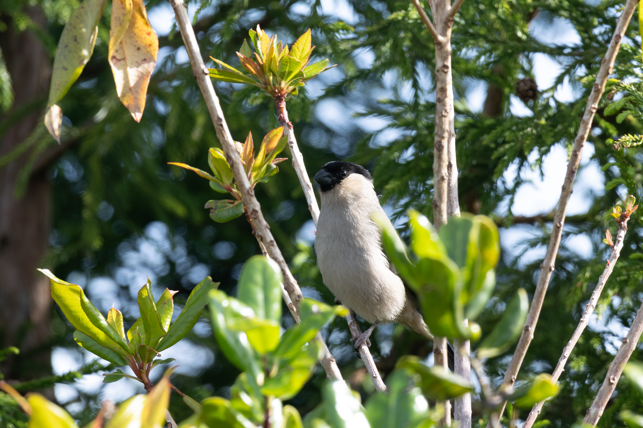 Azores Bullfinch (Pyrrhula murina), photo 7