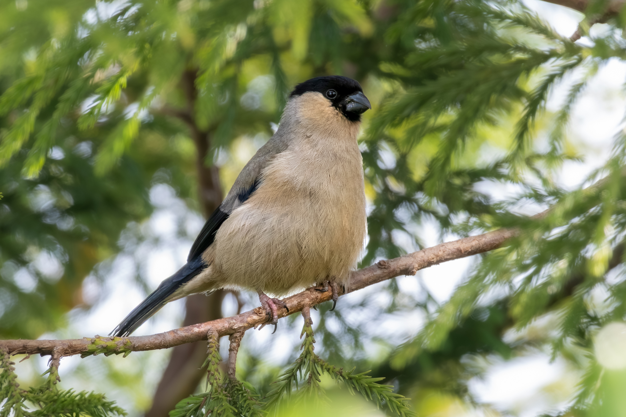 Azores Bullfinch (Pyrrhula murina), photo 10