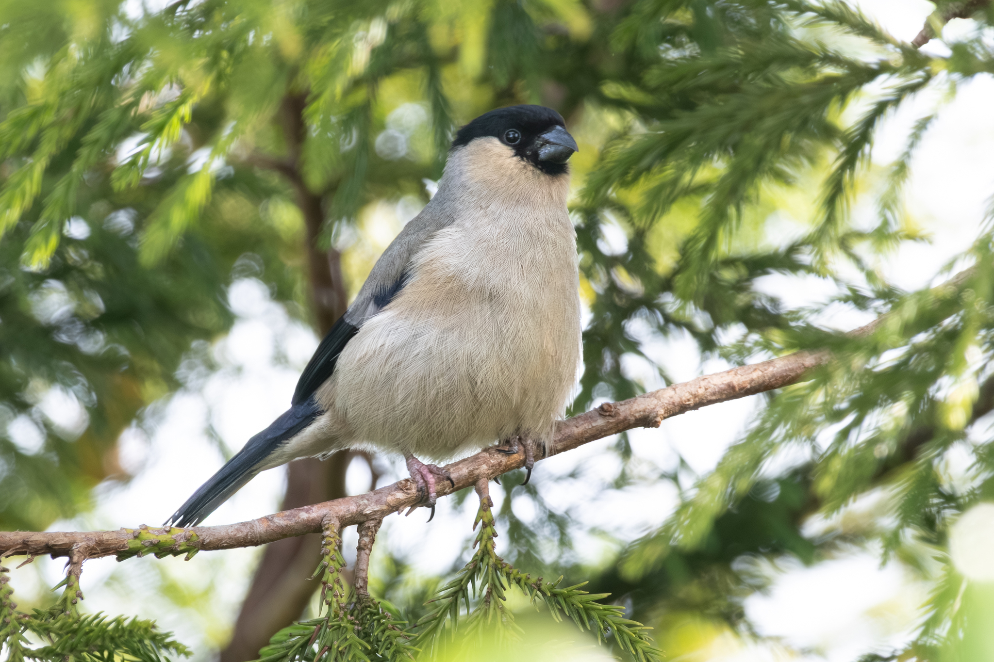 Azores Bullfinch (Pyrrhula murina), photo 9